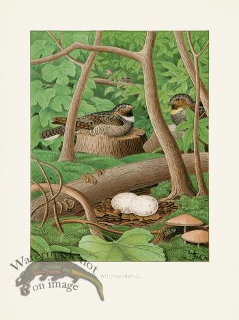 Thomas Gentry Bird 15